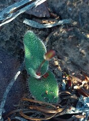 Ornithogalum hispidum