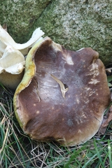 Boletus edulis