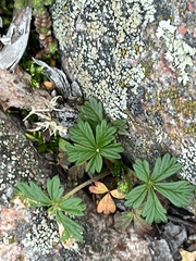 Potentilla argentea