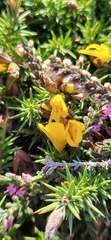 Ulex gallii