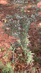 Eupatorium hyssopifolium