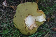 Boletus edulis