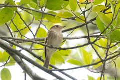 Muscicapa williamsoni