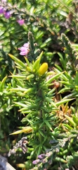 Ulex gallii