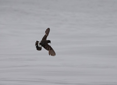 Hydrobates pelagicus