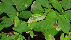 Leucanthiza dircella