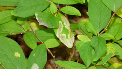 Leucanthiza dircella