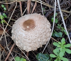 Chlorophyllum olivieri