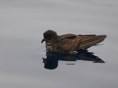 Hydrobates pelagicus