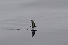 Hydrobates pelagicus