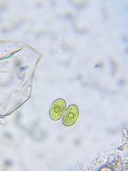 Cosmarium contractum