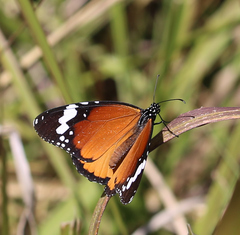 Danaus chrysippus orientis