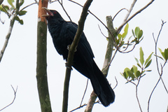 Eudynamys scolopaceus