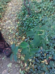 Ligustrum ovalifolium