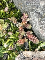 Sedum acre