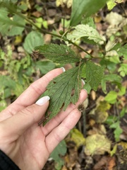 Ambrosiinae