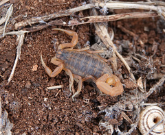 Buthus gabani