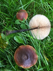Macrocystidia