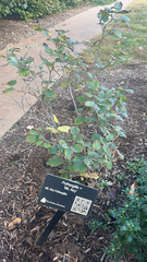 Fothergilla ×intermedia