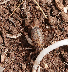 Gryllomorpha longicauda