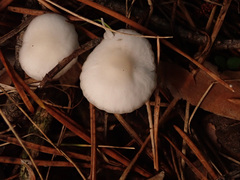 Marasmius wynneae