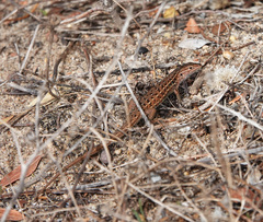 Psammodromus occidentalis