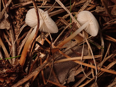 Marasmius wynneae