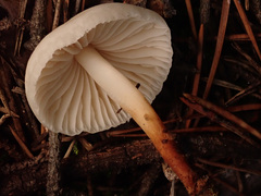 Marasmius wynneae