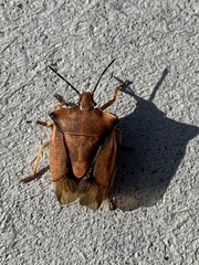 Carpocoris fuscispinus