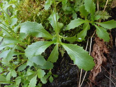 Micranthes stellaris robusta