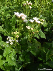 Ageratina glechonophylla