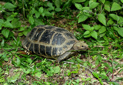 Indotestudo elongata