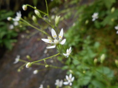 Micranthes stellaris robusta