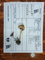 Pseudosperma curreyi