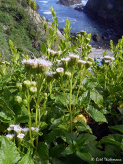 Ageratina glechonophylla