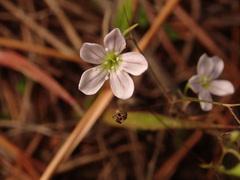Psammophiliella muralis
