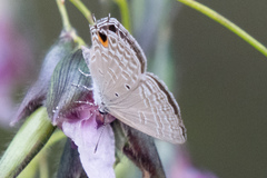 Catochrysops panormus exiguus