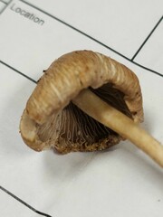 Pseudosperma curreyi