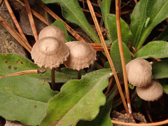 Mycena clavicularis