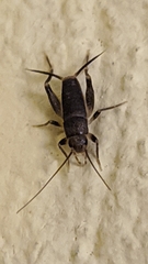 Grylloidea