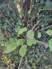 Malus sylvestris