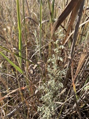Artemisia ludoviciana