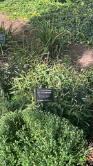 Leucanthemum maximum