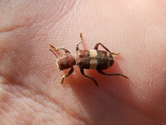 Enoclerus quadrisignatus