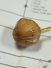 Pseudosperma curreyi