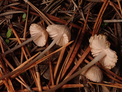 Mycena clavicularis