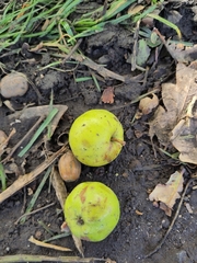 Malus sylvestris
