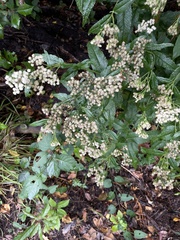Eupatorium perfoliatum