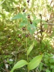 Epipactis
