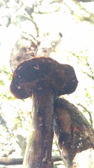 Ganoderma australe